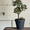 Potted Succulent - Image 2