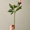 Peony bud pink