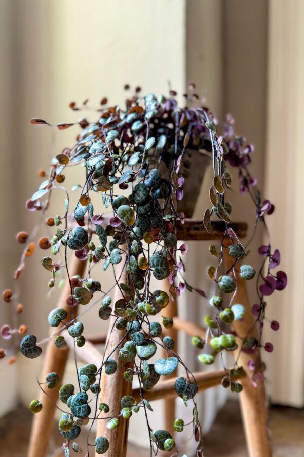 Faux Potted Burgundy Angel Vine