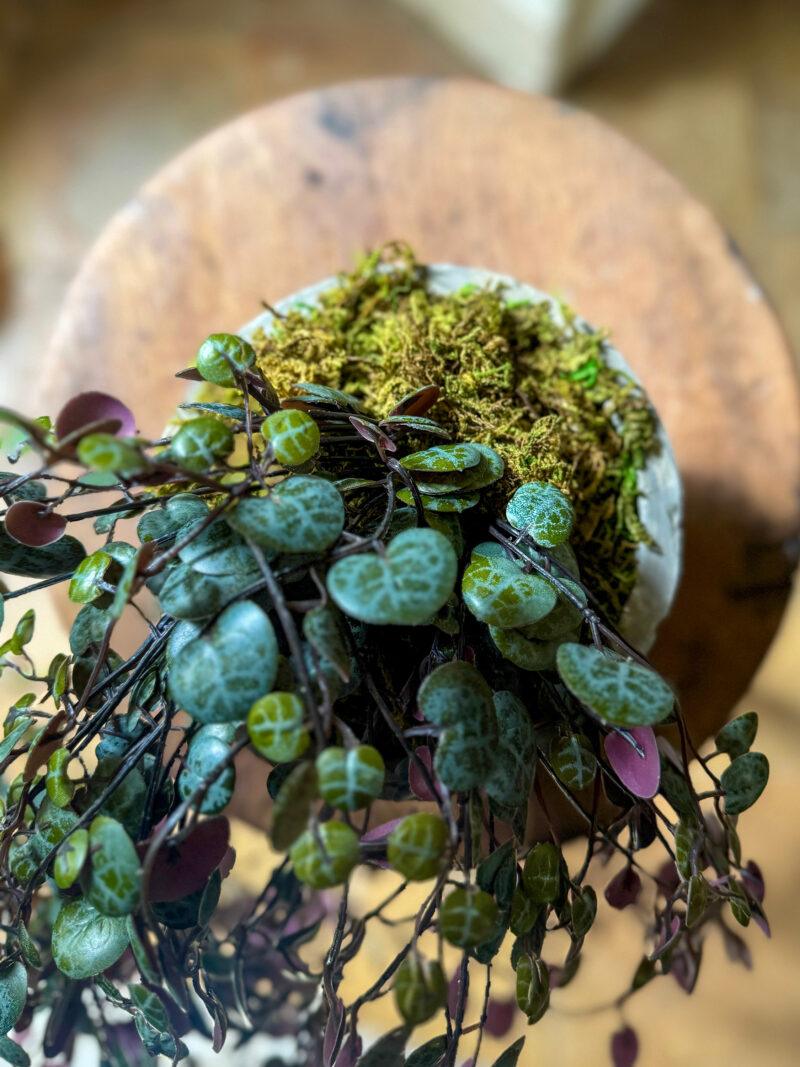 Faux Potted Burgundy Angel Vine - Image 2