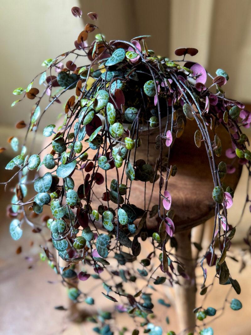 Faux Potted Burgundy Angel Vine - Image 5