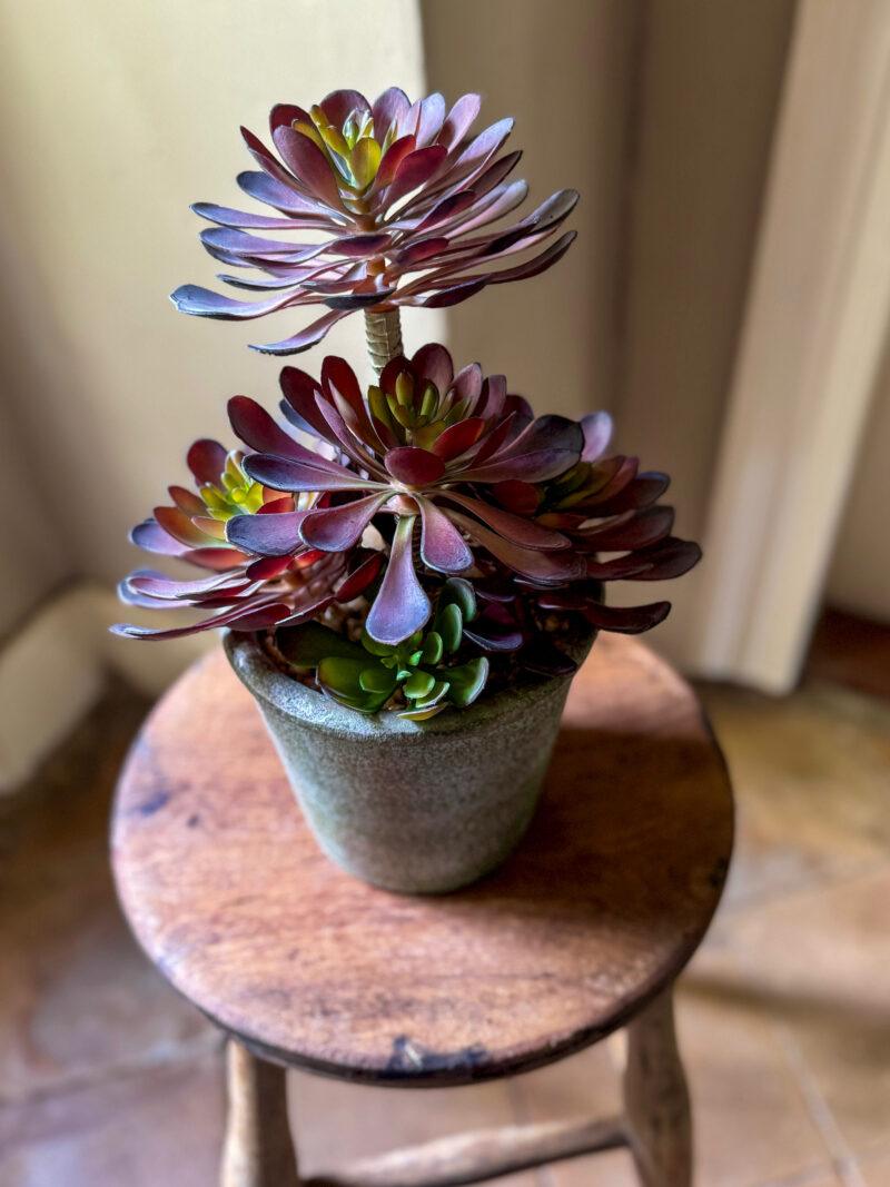 Faux Black Aeonium Succulent in Textured Pot - Image 2