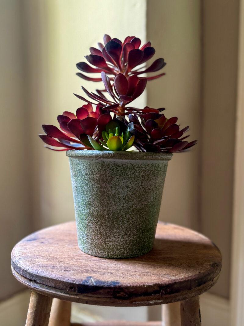 Faux Black Aeonium Succulent in Textured Pot - Image 3