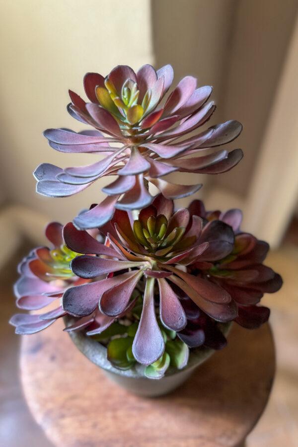 Faux Black Aeonium Succulent in Textured Pot