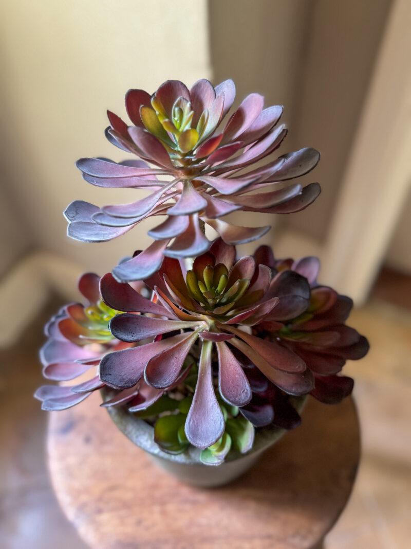 Faux Black Aeonium Succulent in Textured Pot