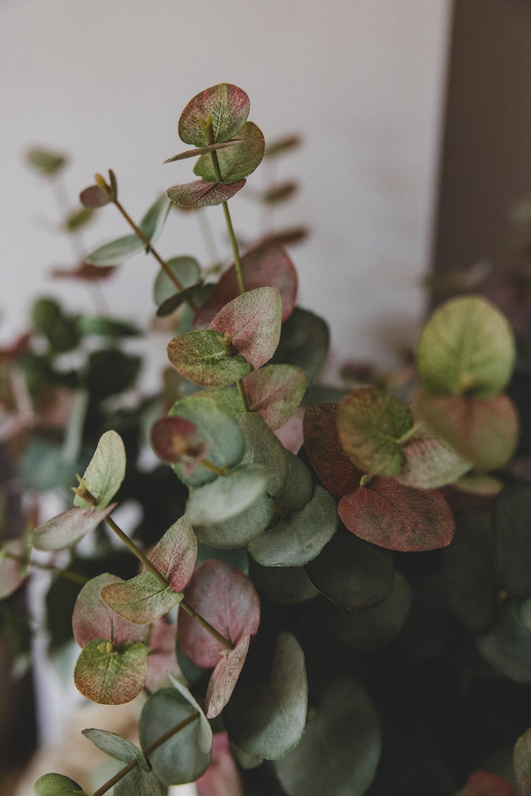 Faux Blush Eucalyptus - Image 6